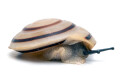 Pleurodonte marginella marginella Cuba light juvenil